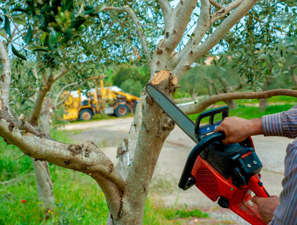 Best Emergency Tree Service  in USA